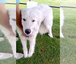 Small #4 Great Pyrenees