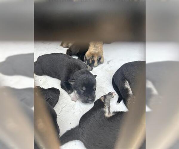 Medium Photo #1 German Shepherd Dog-Unknown Mix Puppy For Sale in Houston, TX, USA