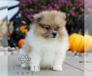 Pomeranian Puppy for sale in MANHEIM, PA, USA