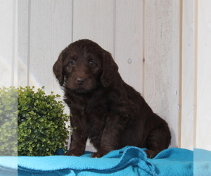 Labradoodle-Poodle (Standard) Mix Puppy for sale in COATESVILLE, PA, USA