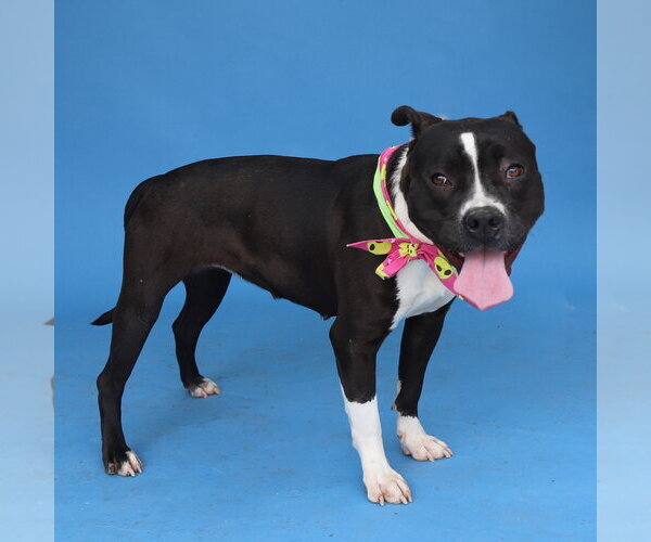 Medium Photo #2 Mutt Puppy For Sale in Pasadena, CA, USA