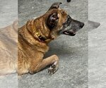 Small Photo #18 German Shepherd Dog-Unknown Mix Puppy For Sale in Atlanta, GA, USA