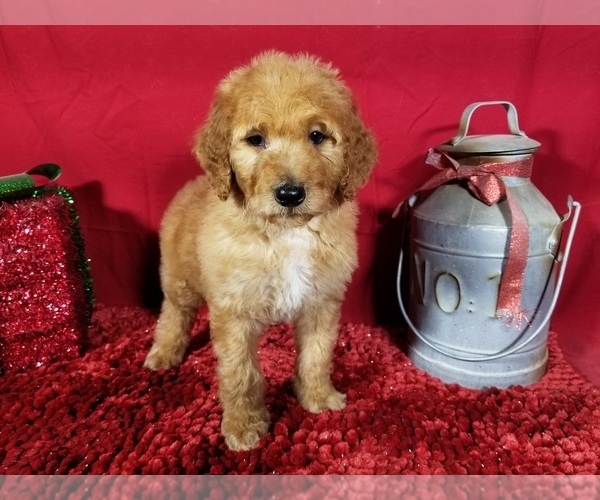 Medium Photo #2 Poodle (Standard) Puppy For Sale in COLORADO SPRINGS, CO, USA