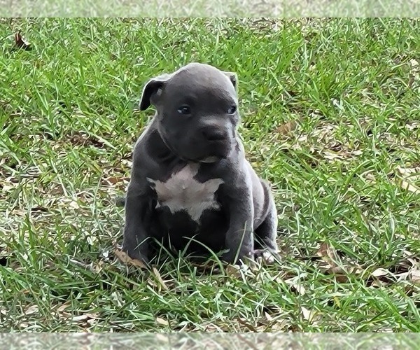 Medium Photo #3 American Bully Puppy For Sale in TRENTON, FL, USA