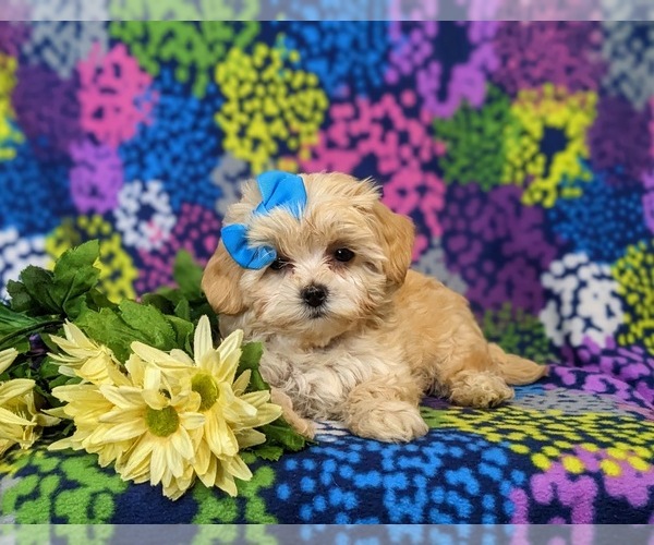 Medium Photo #9 Maltipoo Puppy For Sale in ATGLEN, PA, USA
