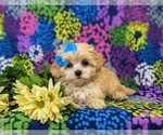 Small Photo #9 Maltipoo Puppy For Sale in ATGLEN, PA, USA