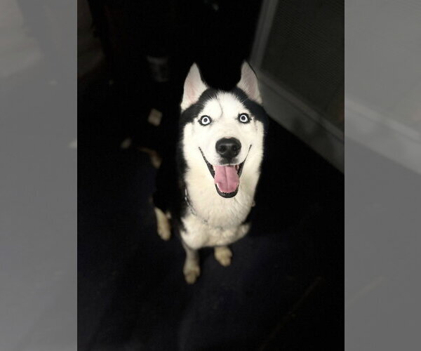 Medium Photo #3 Siberian Husky Puppy For Sale in Walnutport, PA, USA