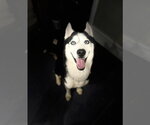 Small #2 Siberian Husky