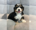 Small Photo #1 Miniature Bernedoodle Puppy For Sale in ARCADIA, CA, USA