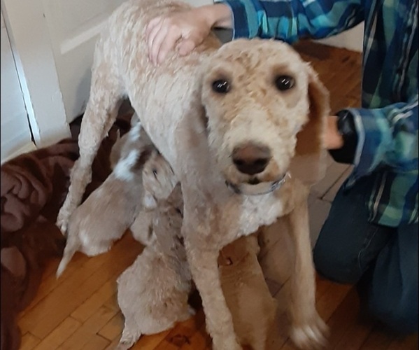 Medium Photo #1 Goldendoodle Puppy For Sale in OCONTO, WI, USA