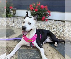 Labrador Retriever-Unknown Mix Dogs for adoption in Spring Lake, NC, USA