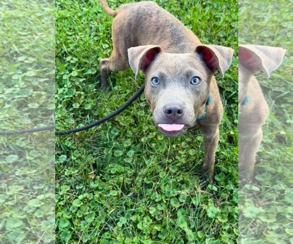 Medium Photo #1 Mutt Puppy For Sale in Waterloo, IA, USA