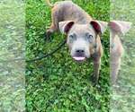 Small Mutt