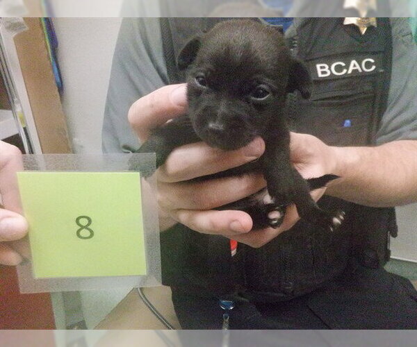 Medium Photo #1 Australian Kelpie-Unknown Mix Puppy For Sale in Oroville, CA, USA