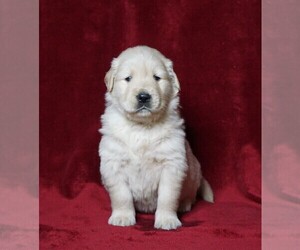 Golden Retriever Puppy for sale in FREDERICKSBG, OH, USA