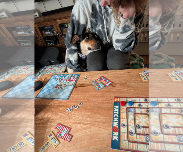 Medium Photo #13 Rottweiler-Unknown Mix Puppy For Sale in Sandy, UT, USA