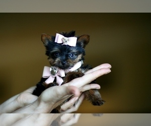 Yorkshire Terrier Puppy for sale in HOUSTON, TX, USA