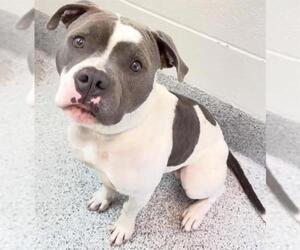 American Pit Bull Terrier Dogs for adoption in Houston, TX, USA