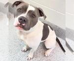 Small American Pit Bull Terrier