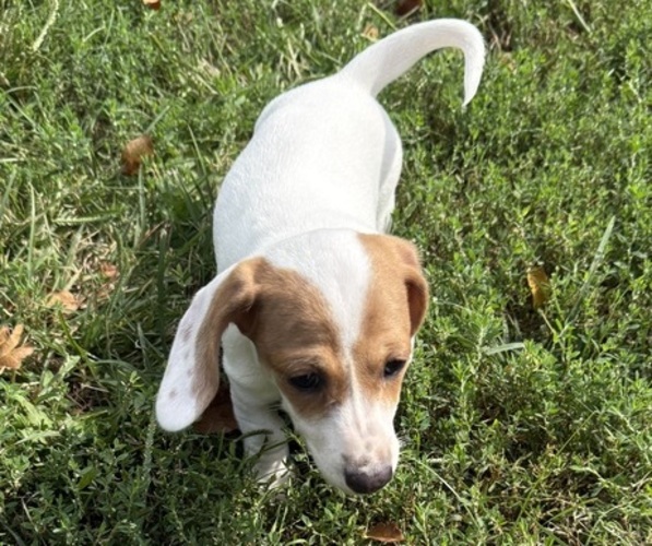 Medium Photo #1 Dachshund Puppy For Sale in ASHLAND, NE, USA