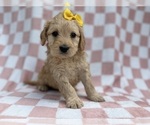 Small #2 Goldendoodle