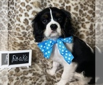 Small Photo #1 Cavalier King Charles Spaniel Puppy For Sale in ABILENE, TX, USA