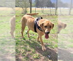 Small #7 Black Mouth Cur-Labrador Retriever Mix