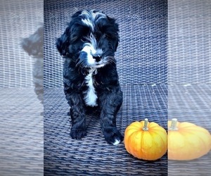 Goldendoodle-Poodle (Miniature) Mix Puppy for sale in WOODLAND, WA, USA