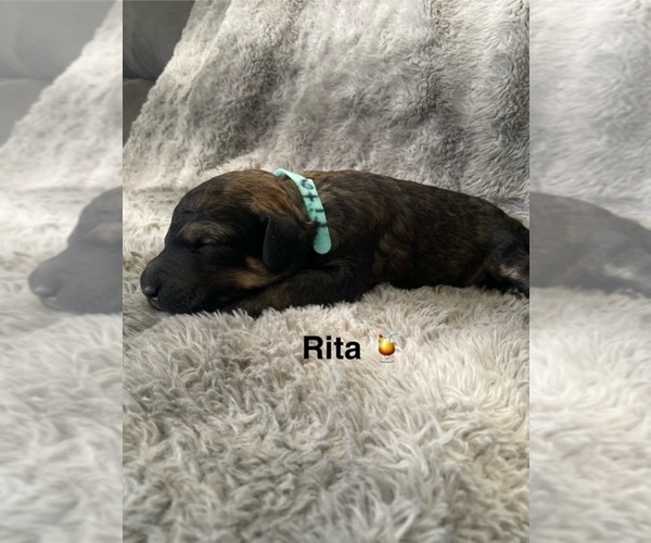 Medium Photo #5 Labradoodle Puppy For Sale in WILTON, CA, USA