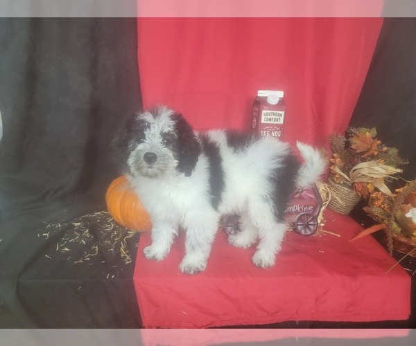 Medium Photo #2 Bernedoodle-Poodle (Toy) Mix Puppy For Sale in BLACK FOREST, CO, USA