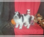 Small Photo #2 Bernedoodle-Poodle (Toy) Mix Puppy For Sale in BLACK FOREST, CO, USA