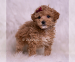 Small #3 Maltipoo (Miniature)