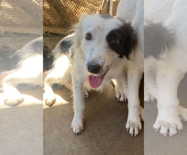 Medium Photo #2 Border Collie-Unknown Mix Puppy For Sale in Newport Beach, CA, USA