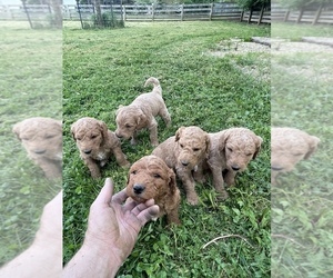 Goldendoodle-Poodle (Standard) Mix Puppy for Sale in WEST ALEXANDRIA, Ohio USA