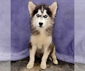 Siberian Husky Puppy for sale in SANDY HOOK, KY, USA