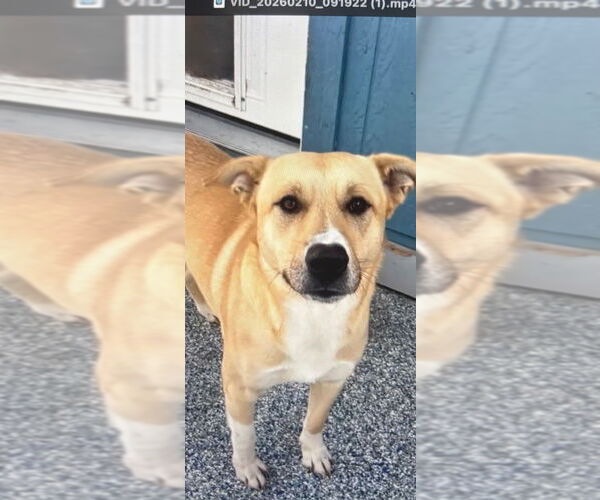 Medium Photo #1 Mutt Puppy For Sale in Elmsford, NY, USA