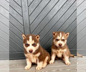 Siberian Husky Litter for sale in INMAN, SC, USA