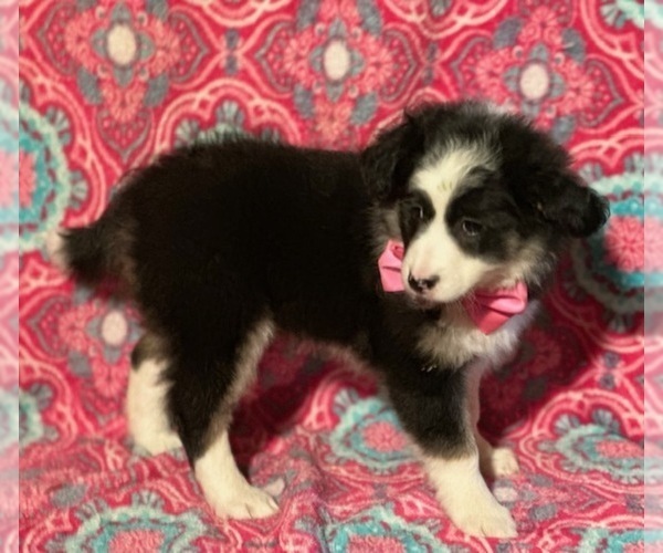 Medium Photo #2 Border Collie-Golden Retriever Mix Puppy For Sale in LANCASTER, PA, USA