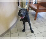 Small Labrador Retriever