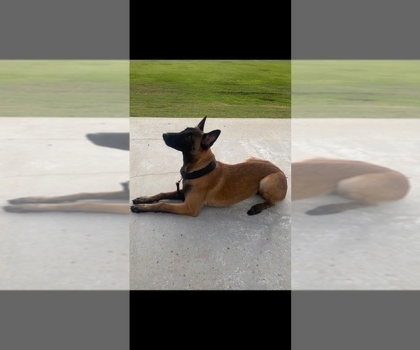 Medium Photo #8 Belgian Malinois Puppy For Sale in LOS ANGELES, CA, USA