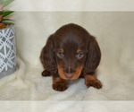 Small #4 Dachshund
