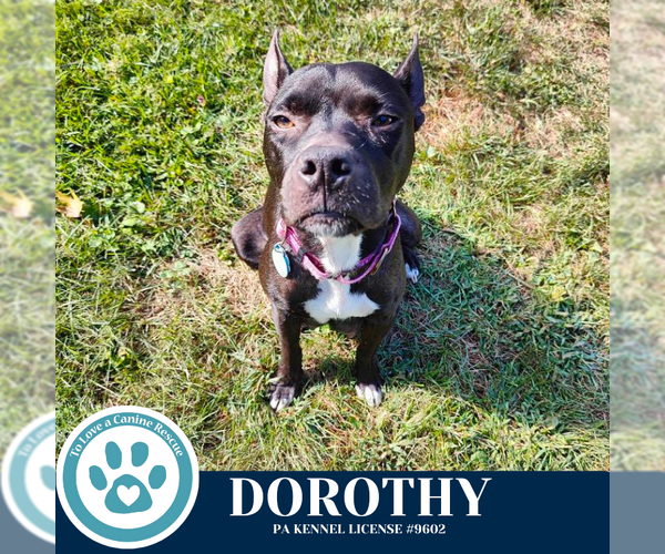 Medium Photo #4 American Pit Bull Terrier-Unknown Mix Puppy For Sale in Kimberton, PA, USA