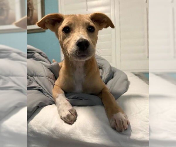 Medium Photo #2 Chihuahua-Unknown Mix Puppy For Sale in San Diego, CA, USA