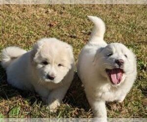 Great Pyrenees Puppy for sale in PINEVILLE, KY, USA