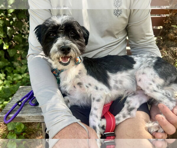 Medium Photo #3 Maltese-Unknown Mix Puppy For Sale in Marina Del Rey, CA, USA