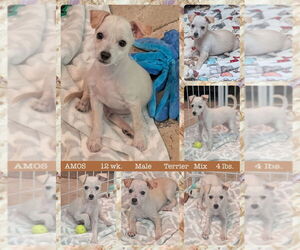 Mutt Dogs for adoption in Mesa, AZ, USA