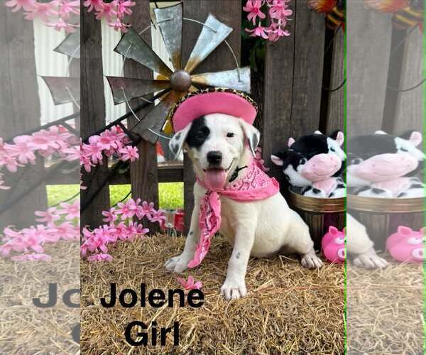 Medium Photo #2 Lab-Pointer Puppy For Sale in Royal Palm Beach, FL, USA