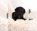 Small #6 Aussie-Poo-Bernedoodle Mix