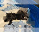Small Photo #19 French Bulldog Puppy For Sale in LAS VEGAS, NV, USA