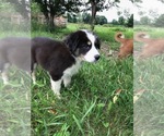 Puppy 3 Australian Shepherd